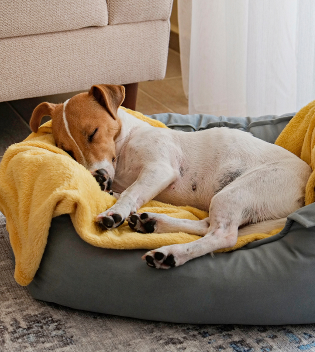Dog Bed